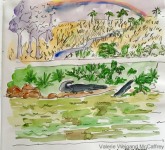 Sanibel Gator
